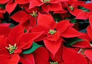 Poinsettia